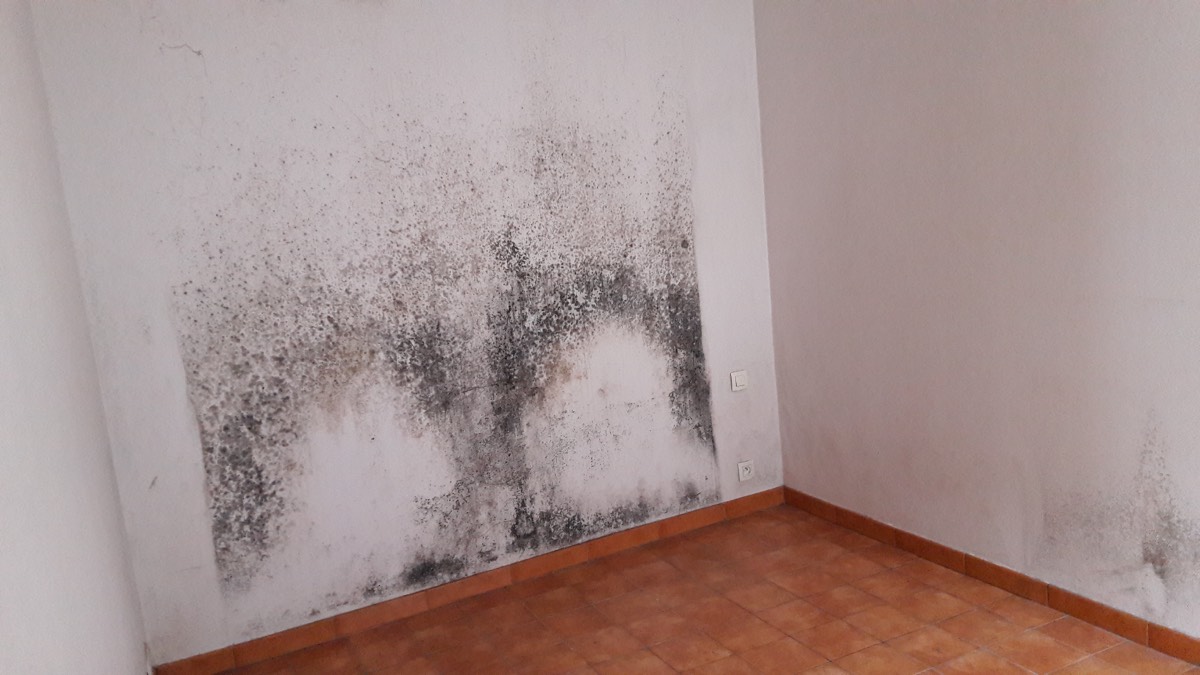 Moisissures - Expertise humidité à Limoges